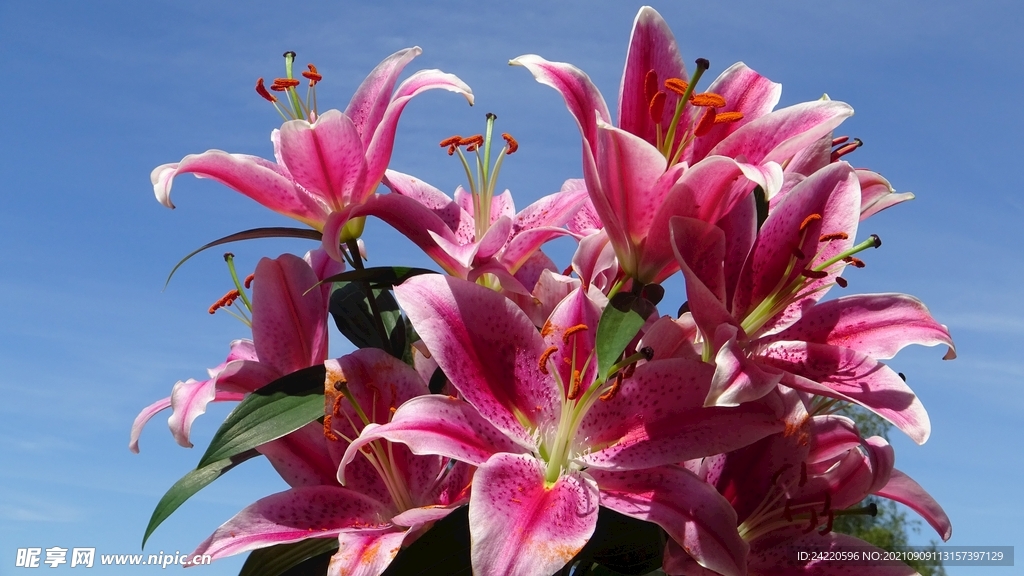 鲜花