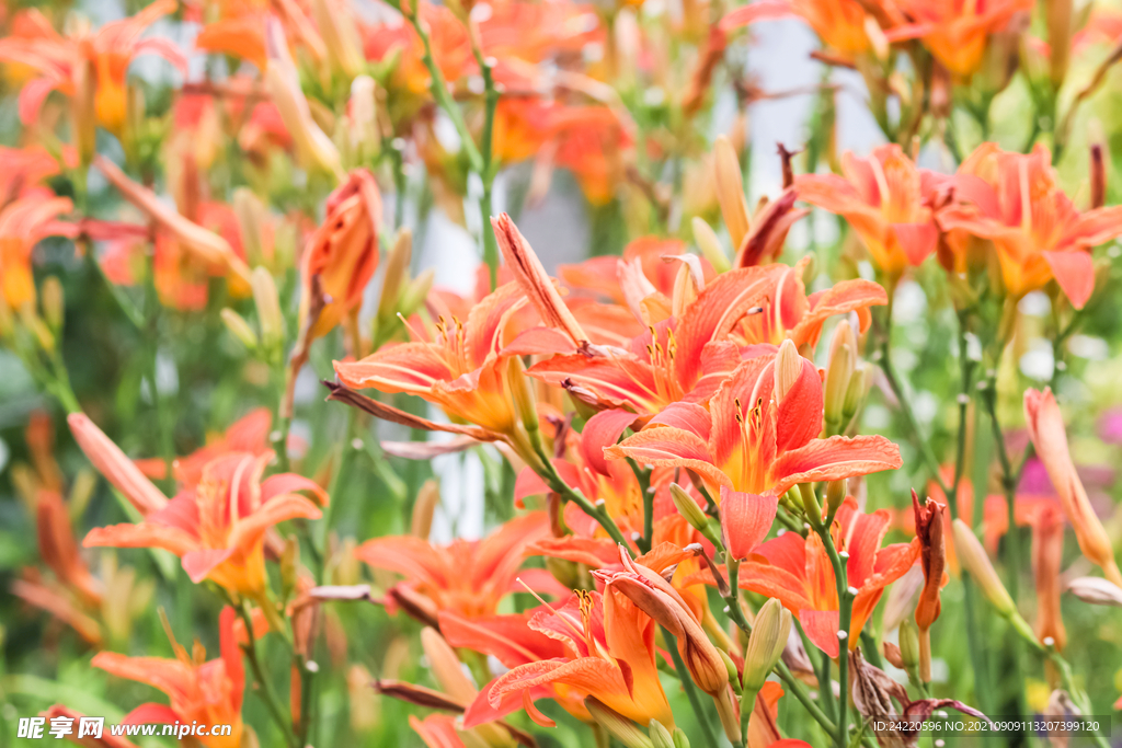 鲜花