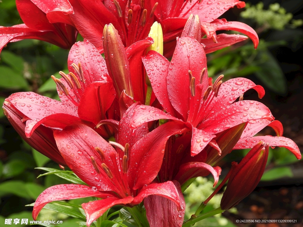 鲜花