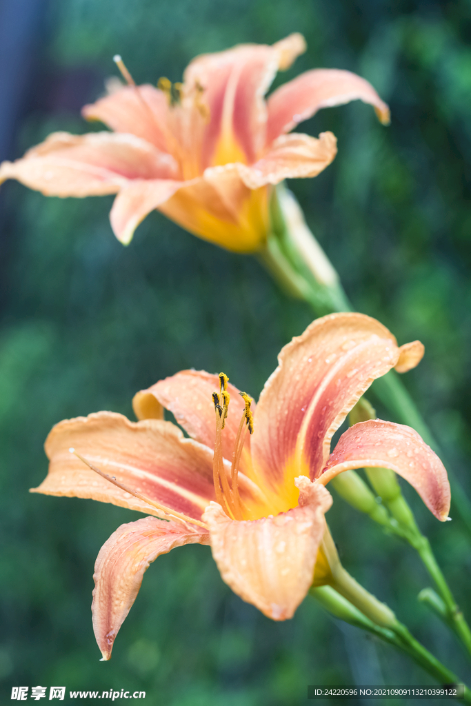 鲜花