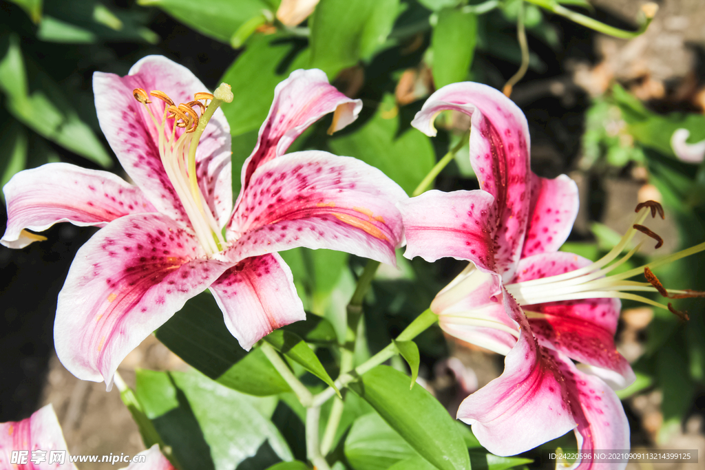 鲜花
