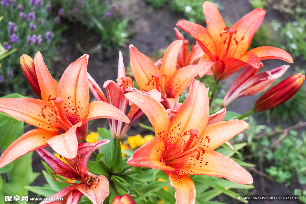 鲜花