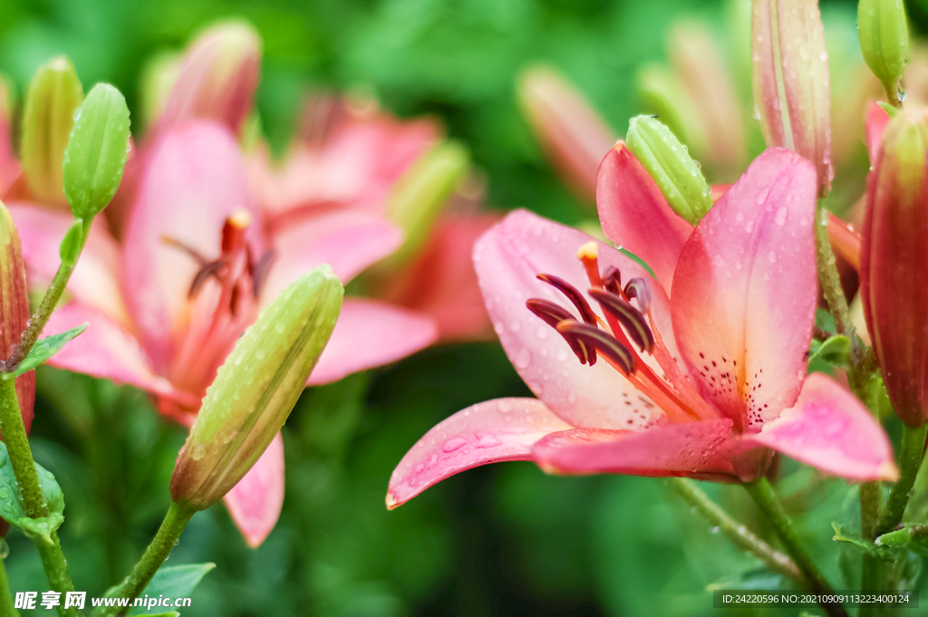 鲜花