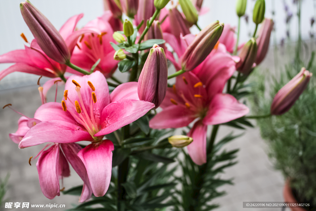 鲜花