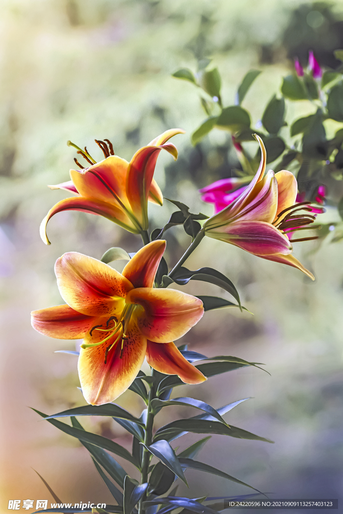 鲜花