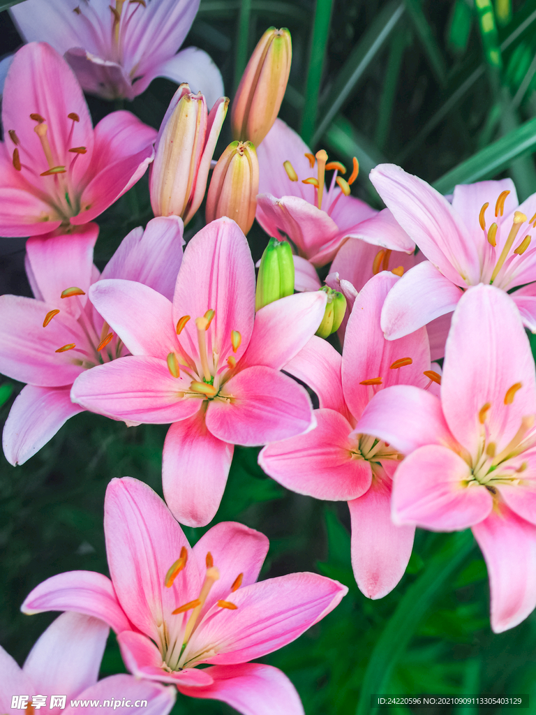 鲜花
