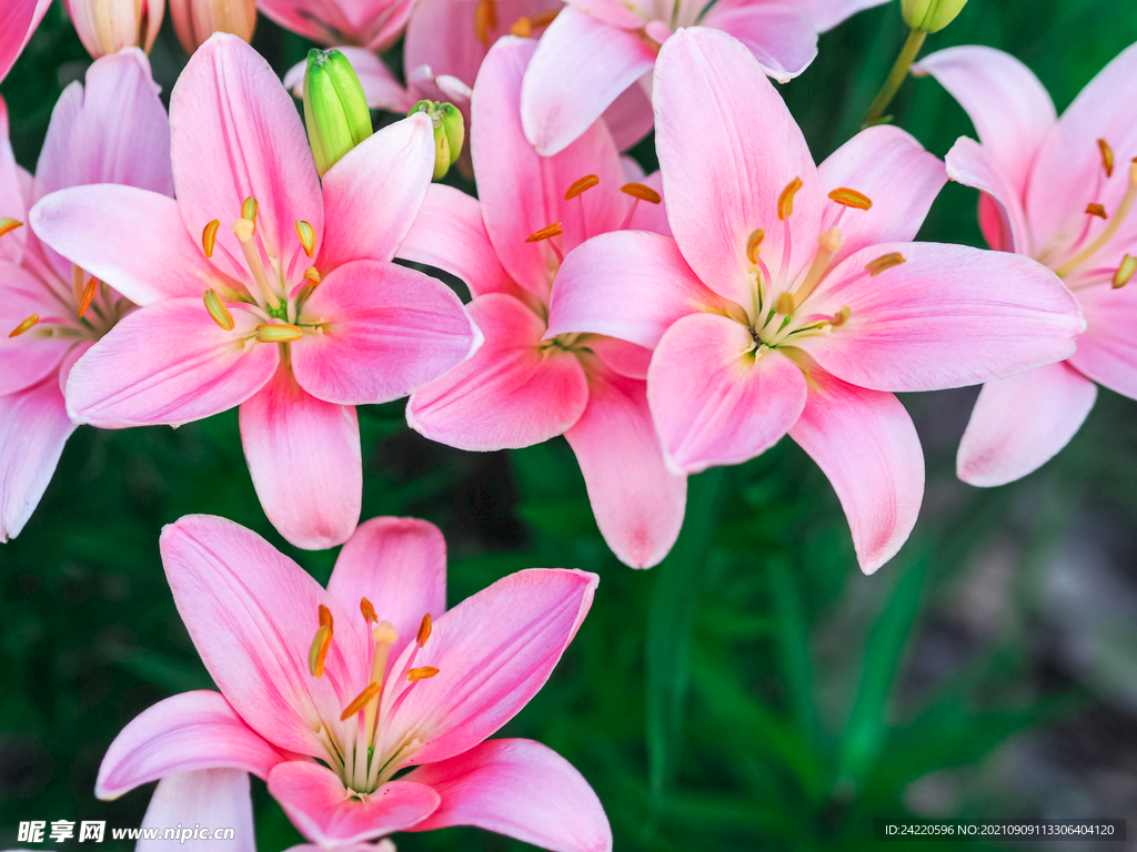 鲜花
