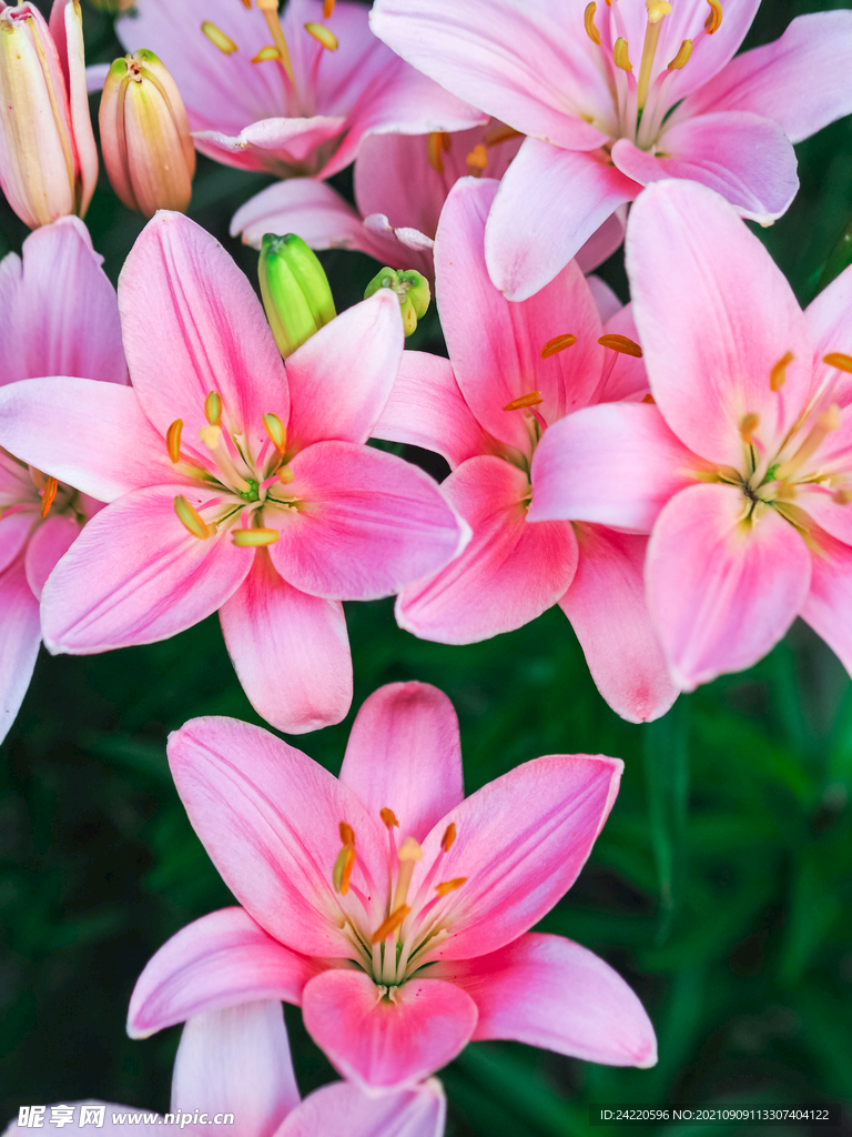 鲜花