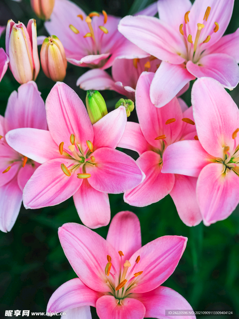 鲜花