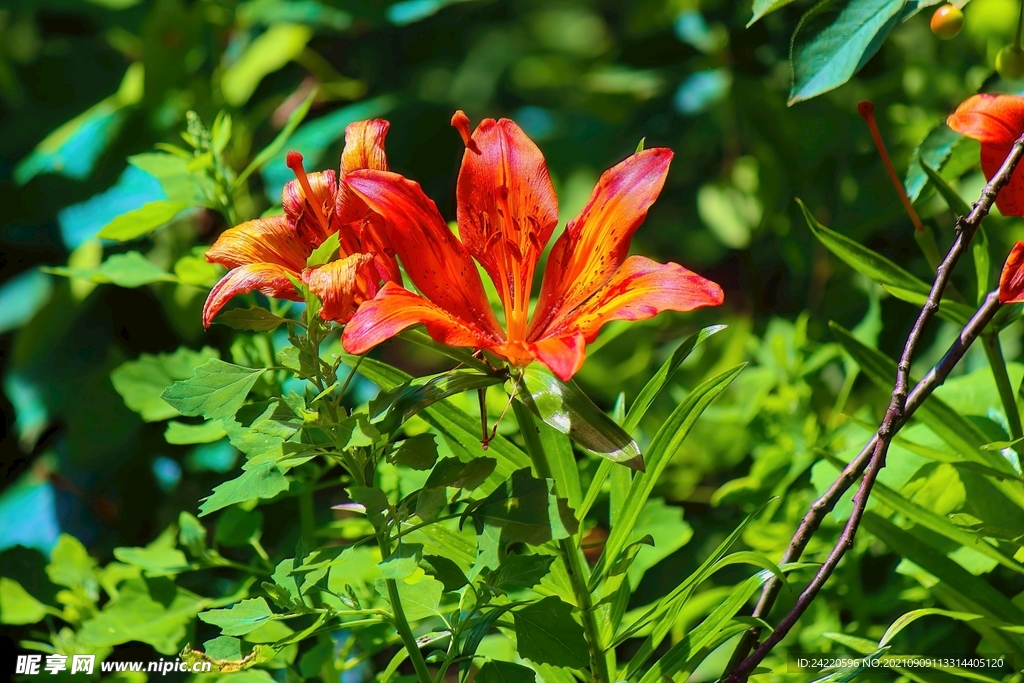 鲜花