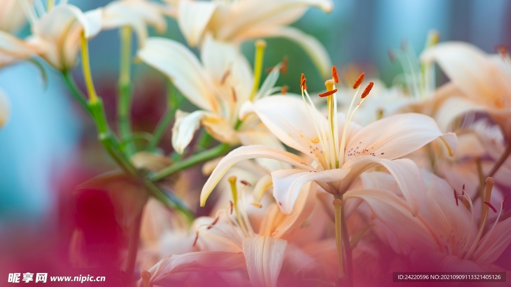鲜花