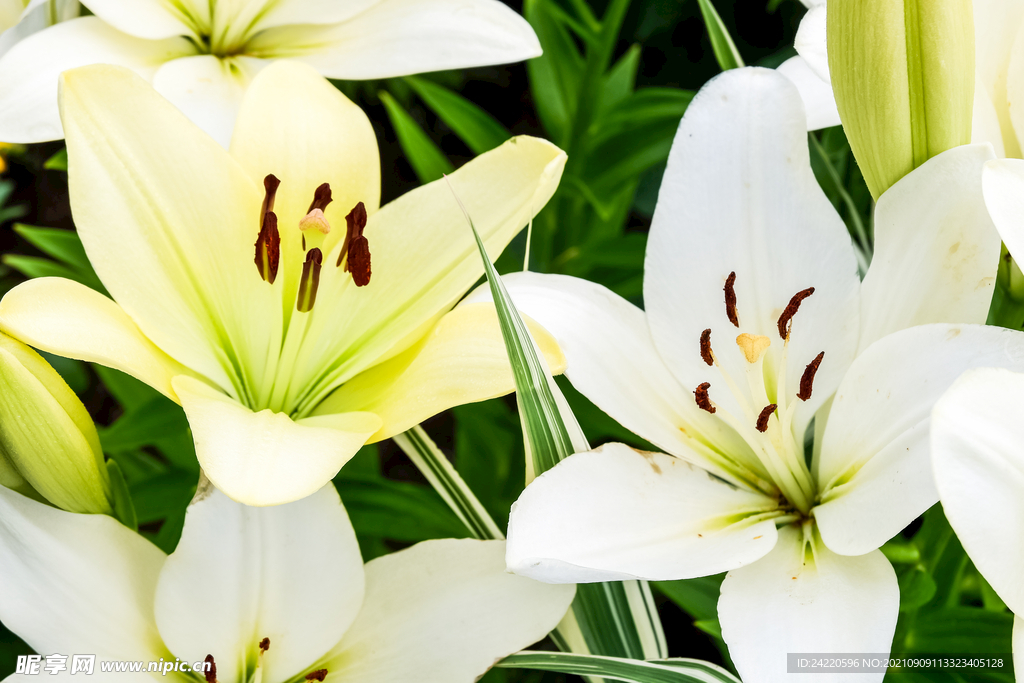 鲜花