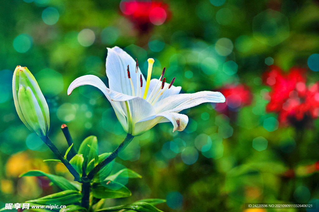 鲜花