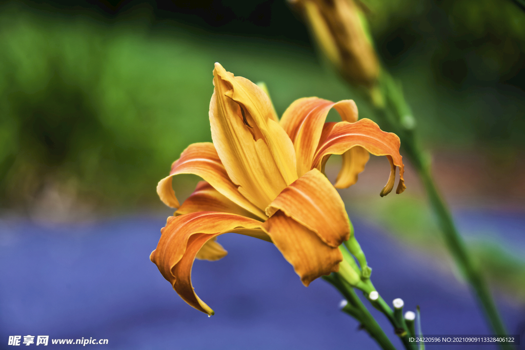 鲜花