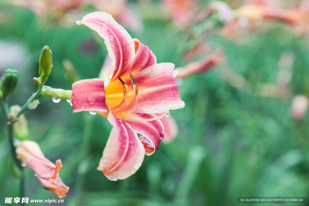 鲜花