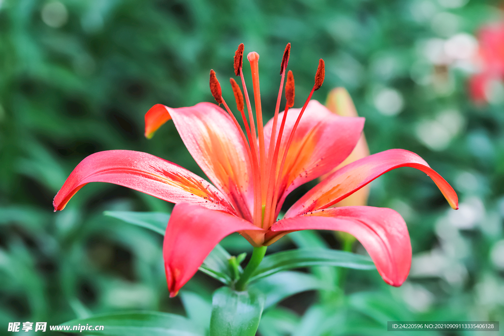 鲜花