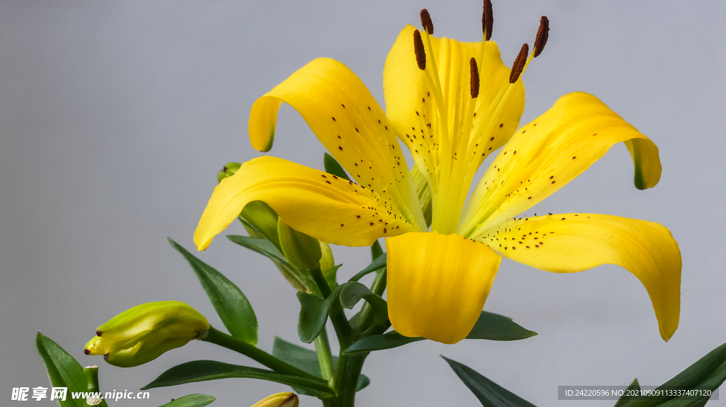 鲜花
