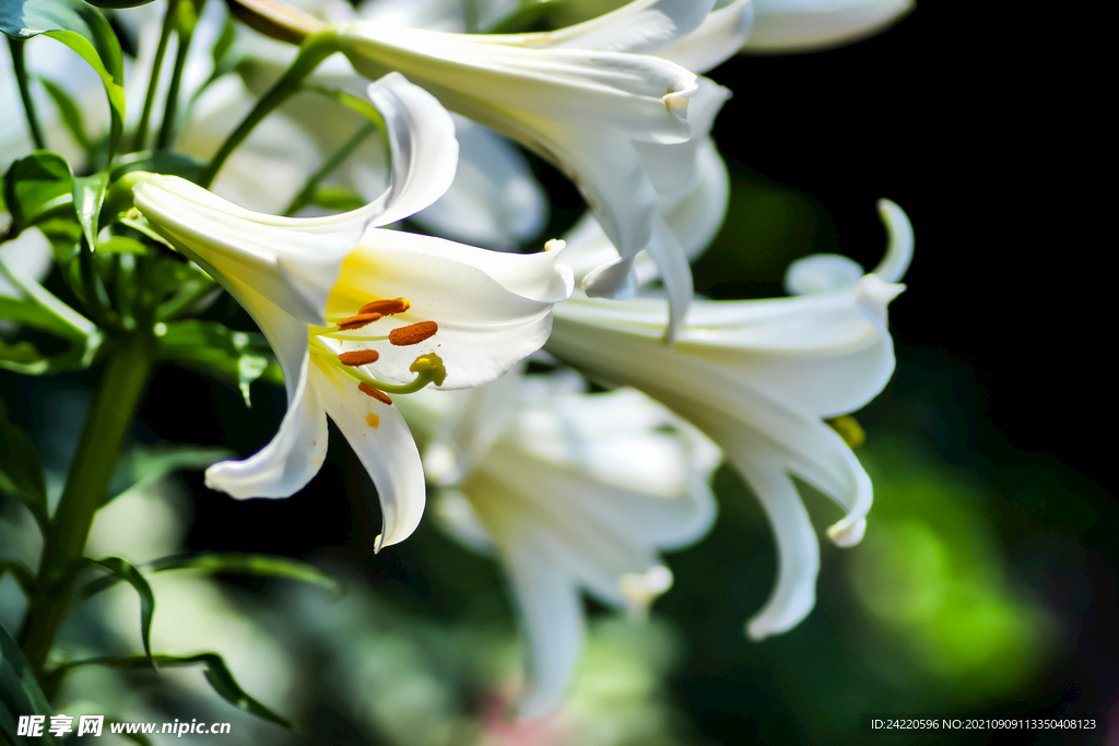 鲜花