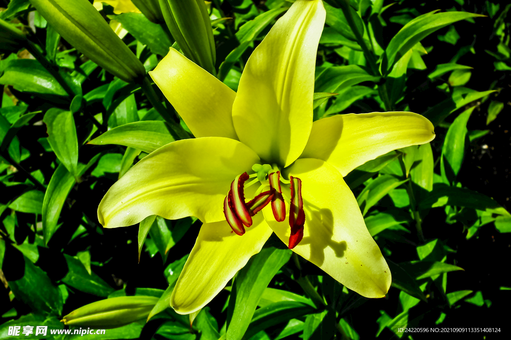 鲜花