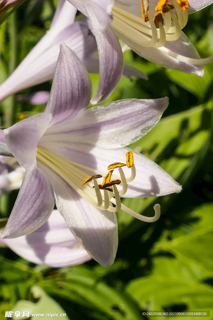 鲜花