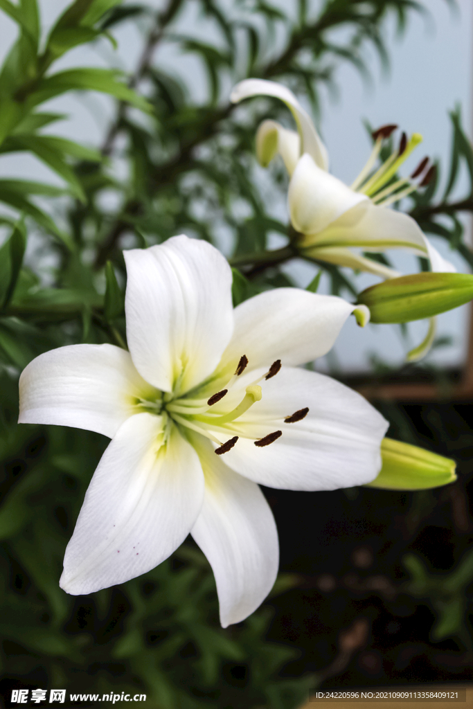 鲜花