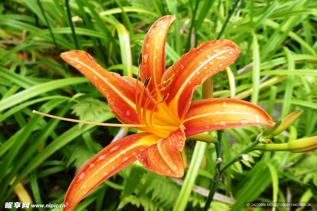 鲜花