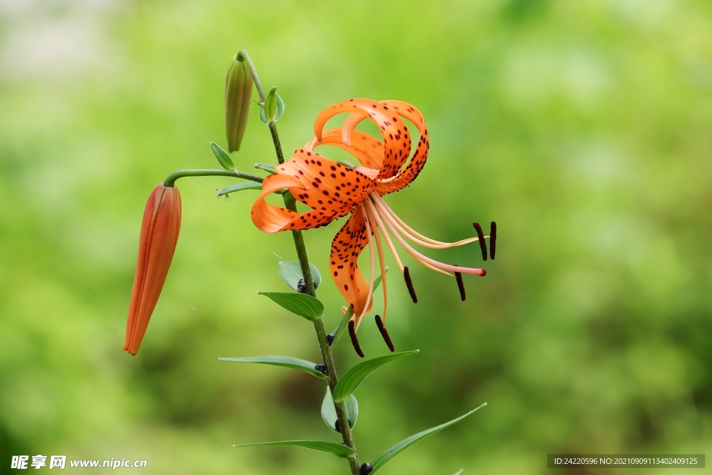 鲜花