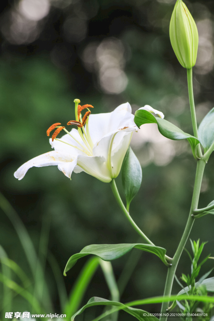 鲜花