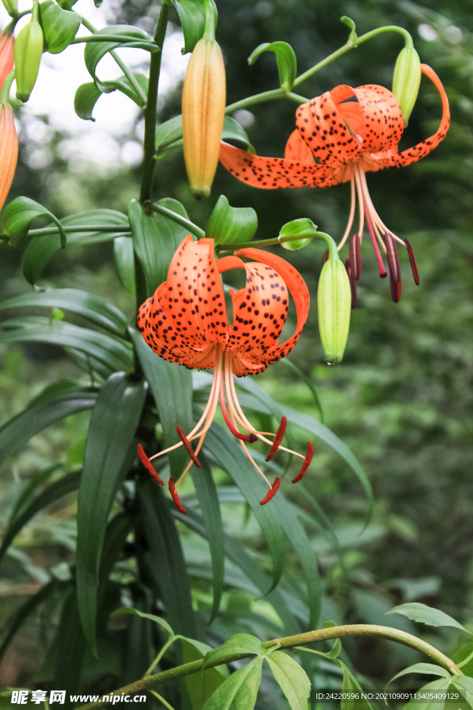 鲜花