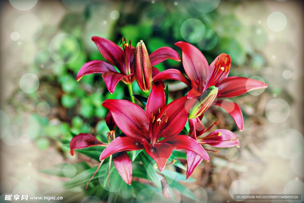 鲜花
