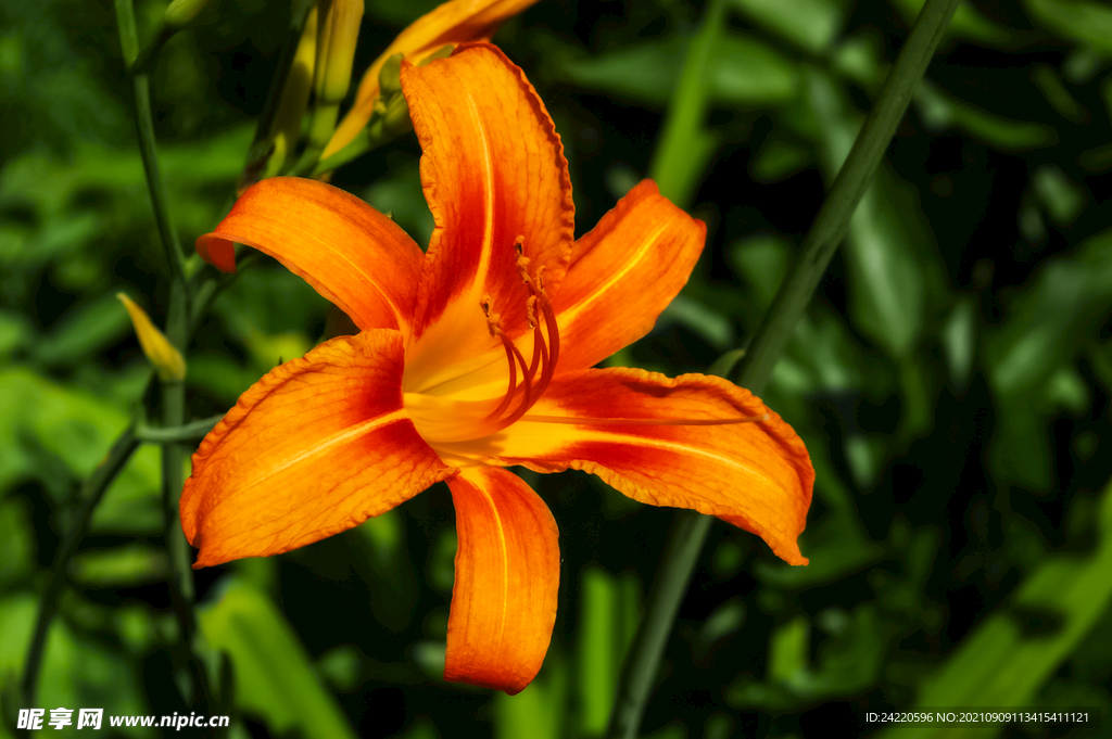 鲜花