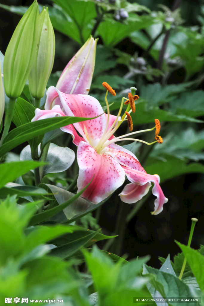 鲜花