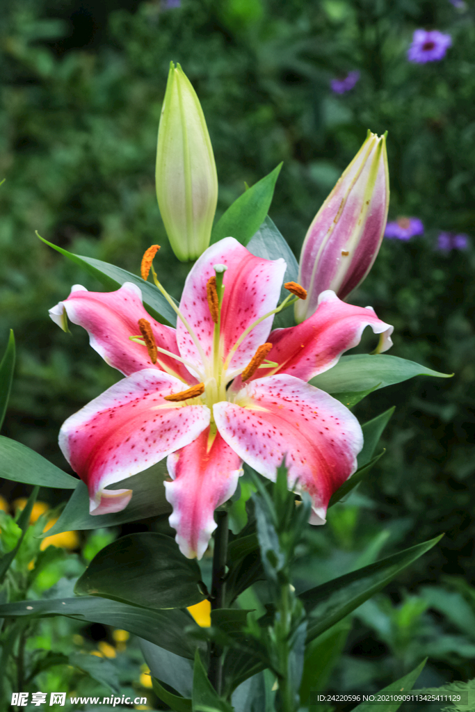 鲜花
