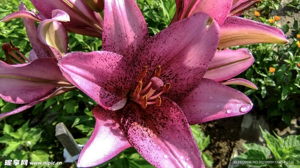 鲜花