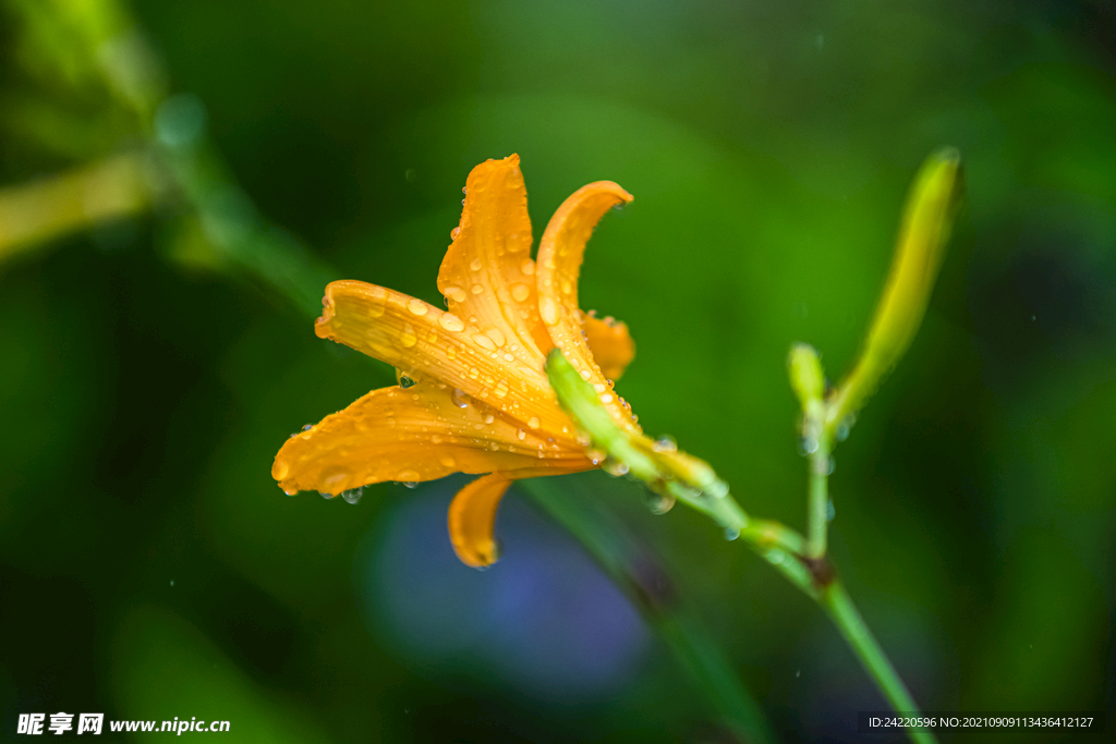 鲜花