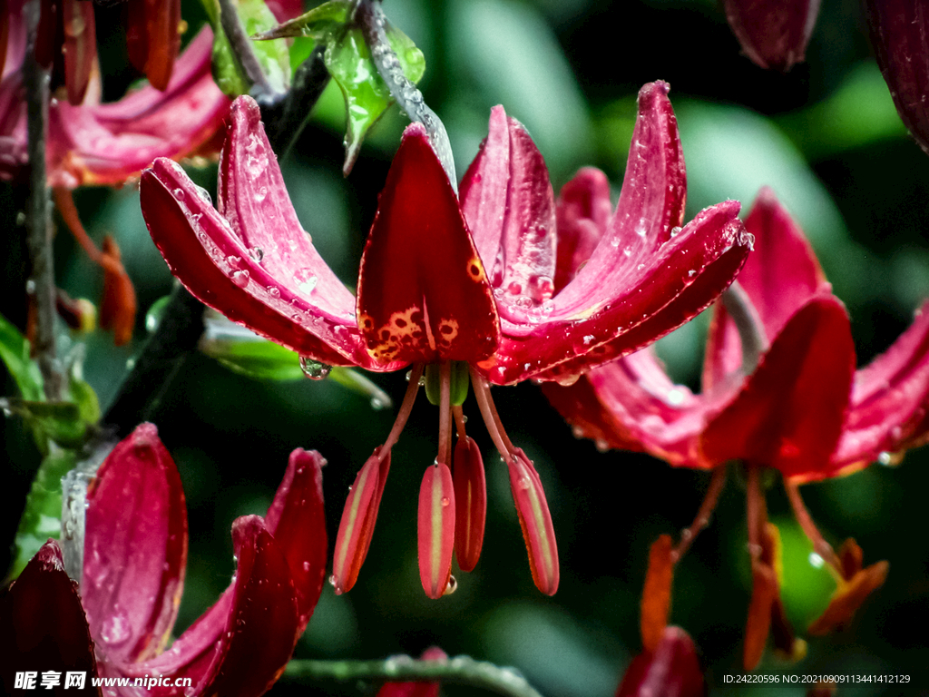 鲜花