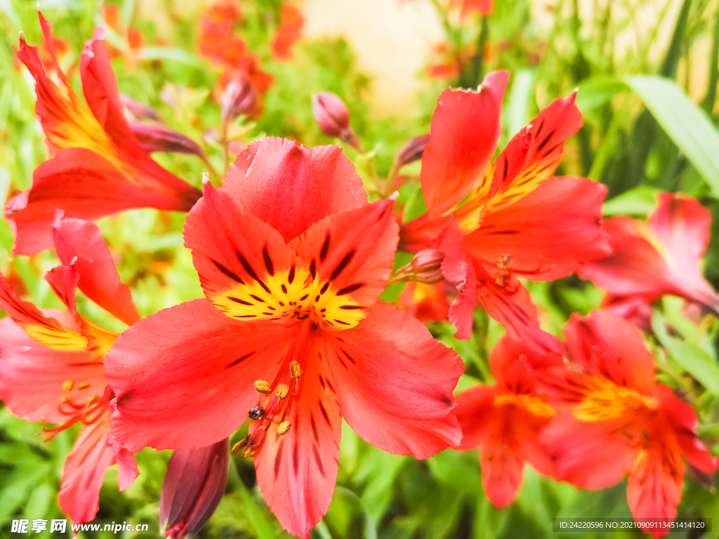鲜花