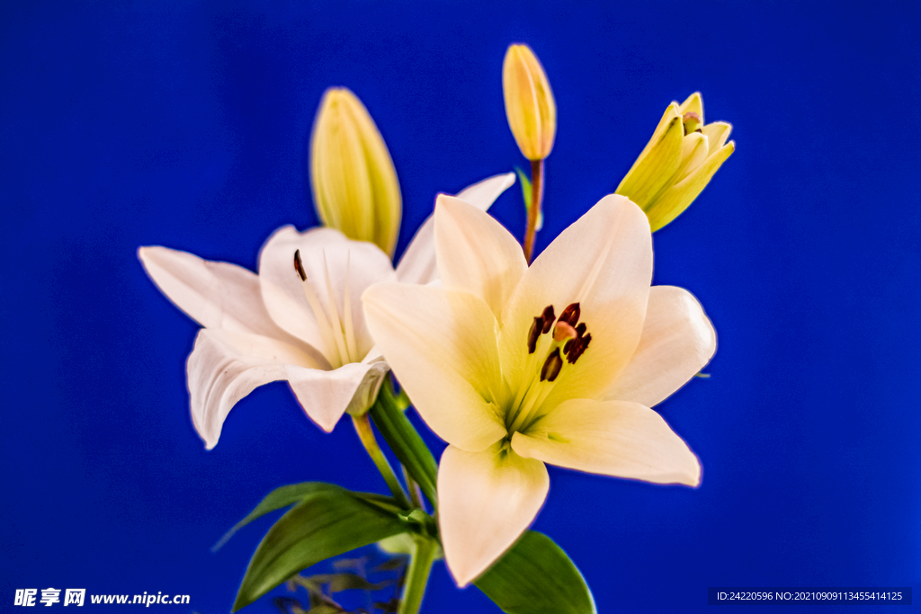 鲜花