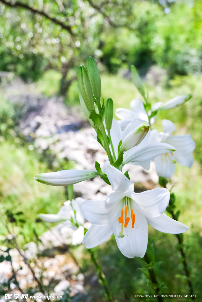 鲜花