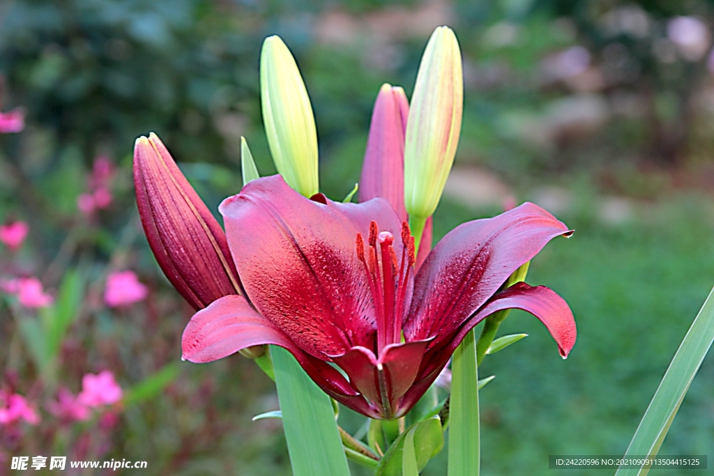 鲜花