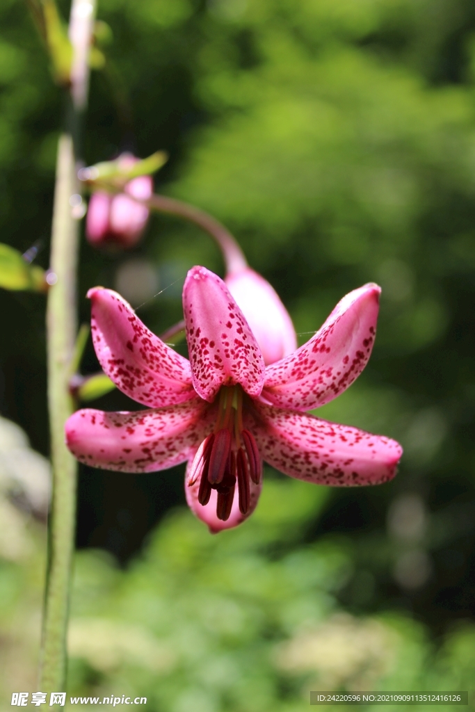 鲜花