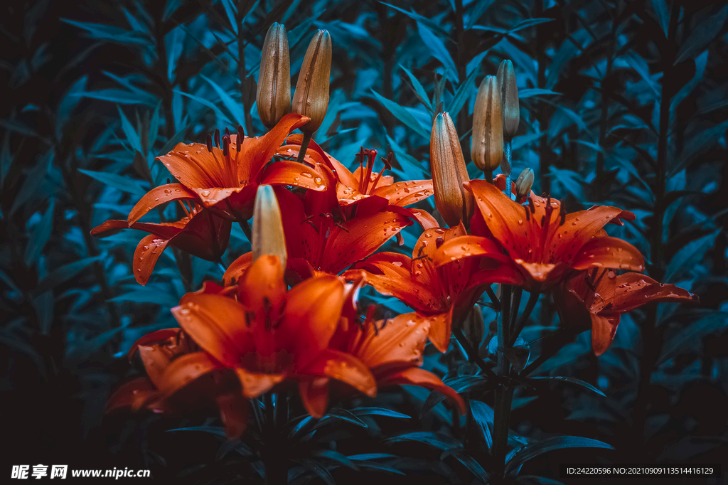 鲜花