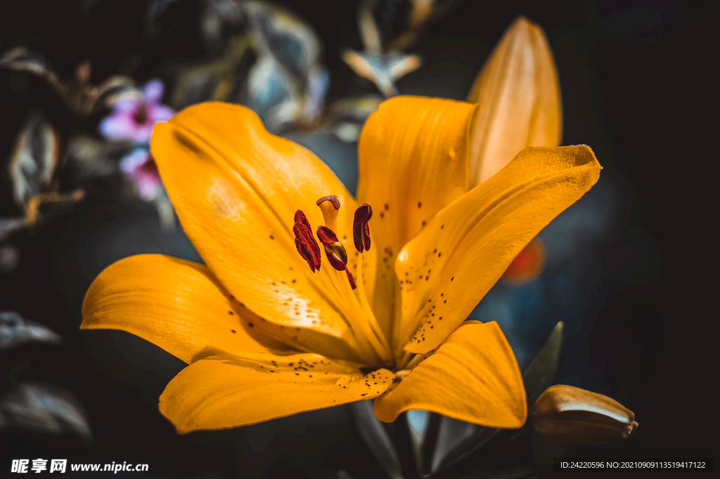 鲜花