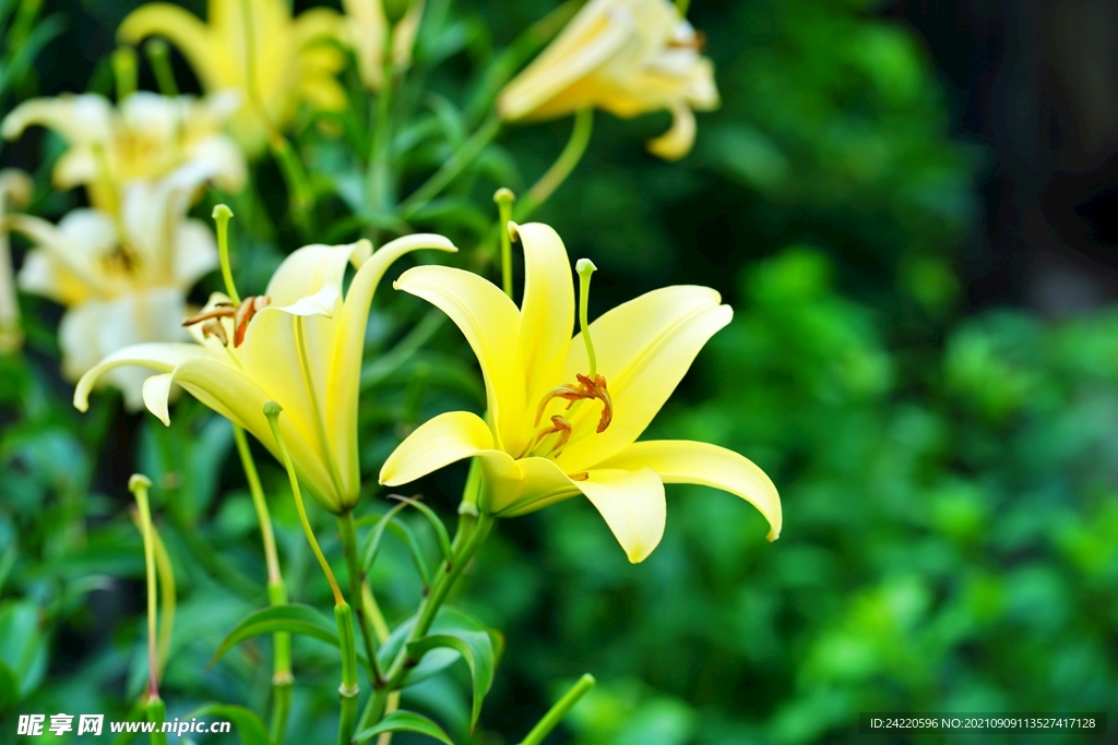鲜花