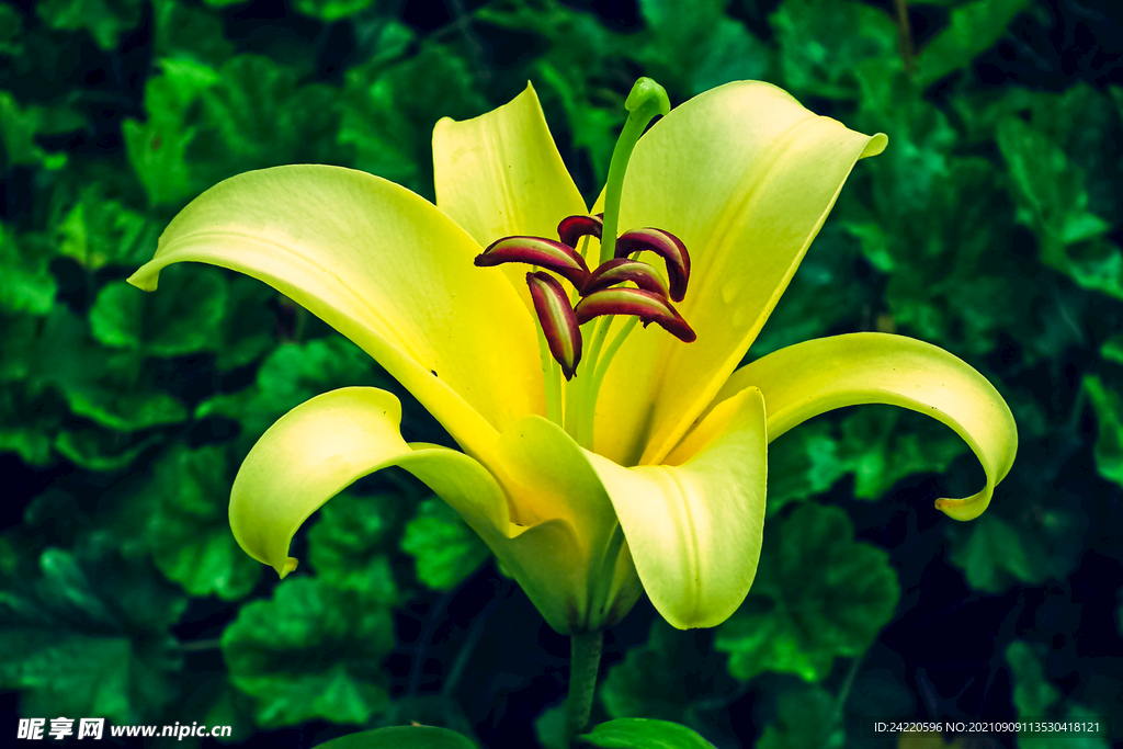 鲜花
