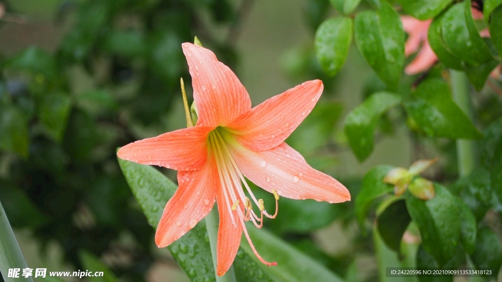 鲜花