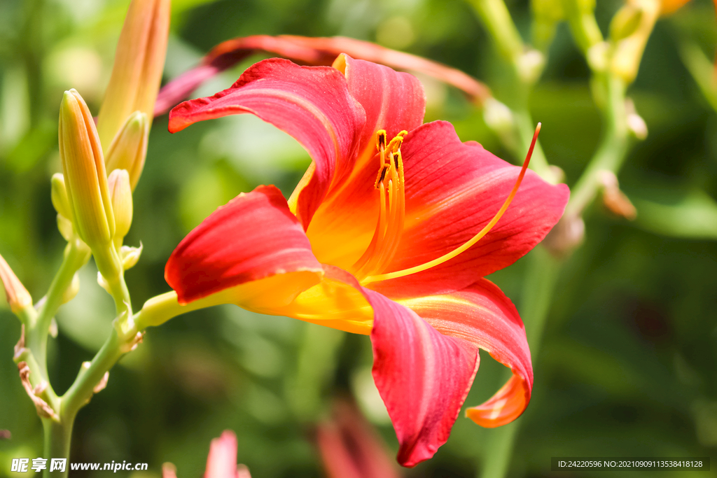 鲜花