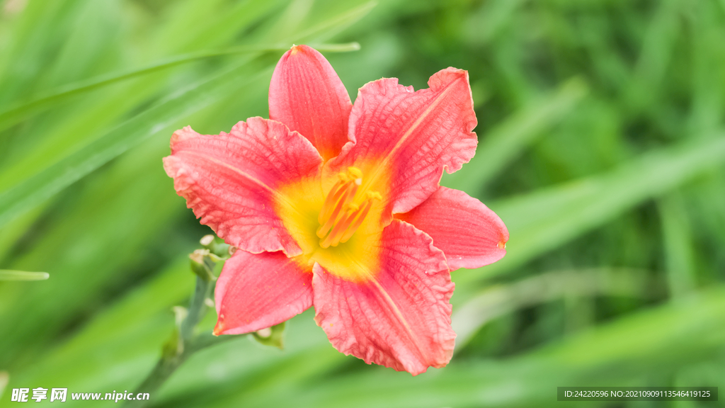 鲜花