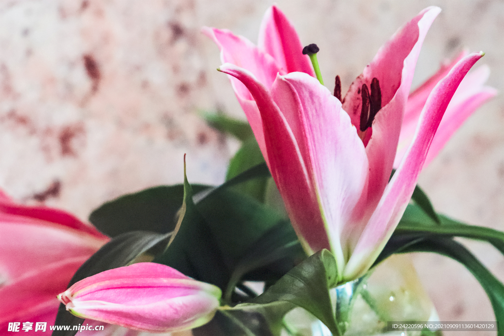 鲜花