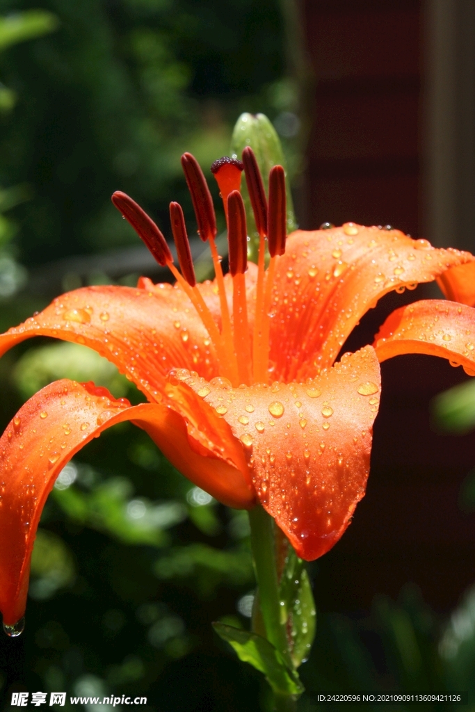 鲜花
